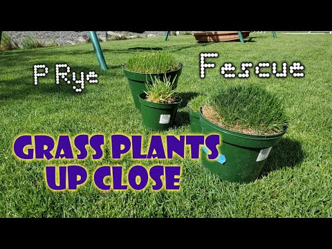Perennial Rye vs Tall Fescue: Differences Up Close &amp; Compared