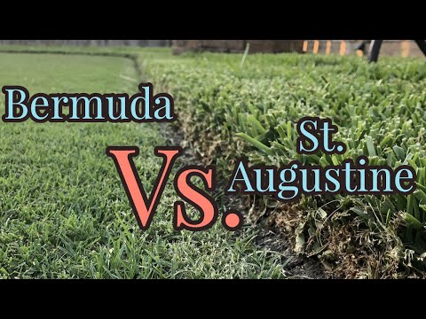 Bermudagrass vs St. Augustinegrass | Warm Season Turf