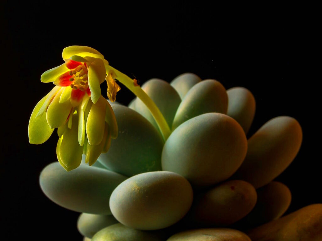 Succulent Leaves Turning Yellow How to Fix Your Succulents