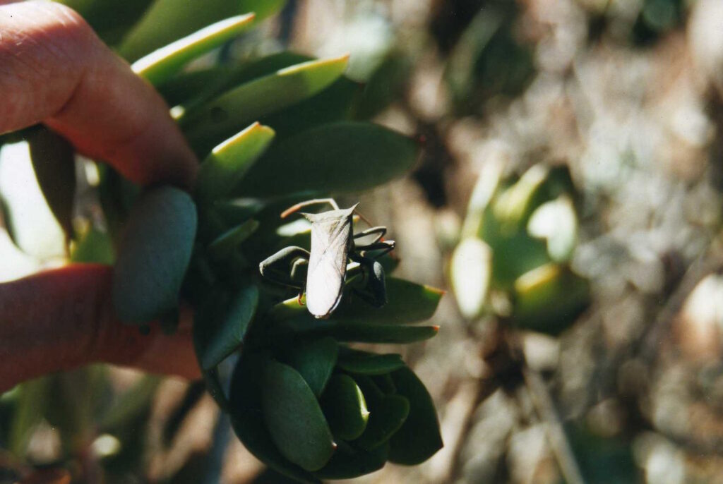 Pests That Eat Succulents at Night How to Get Rid of Them